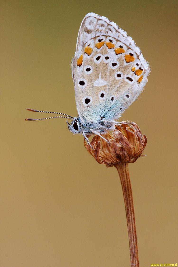 Bellargus o hispanus? - Polyommatus (Meleageria) bellargus